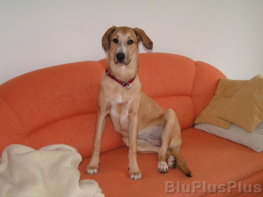 Zum Bild in Originalgr��e hier klicken...